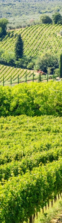wine e golf (3)